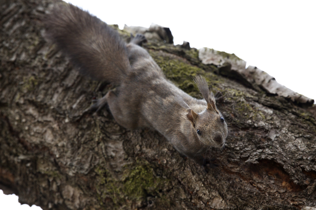 Squirrel Ears by jyokota