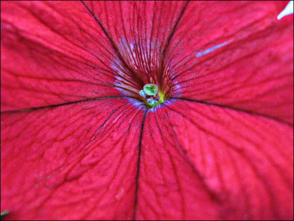 Red Petunia  by olivetreeann