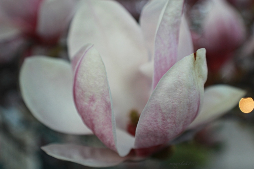 magnolia blossom by summerfield