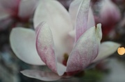 2nd May 2013 - magnolia blossom