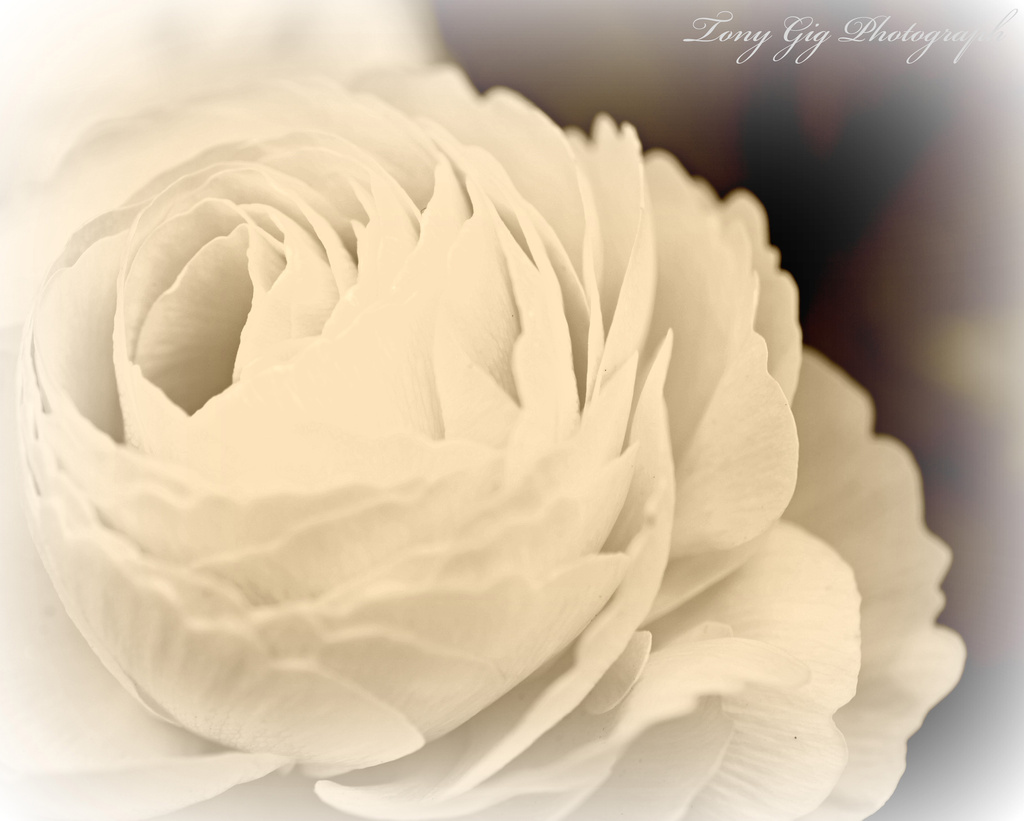 Flower  by tonygig
