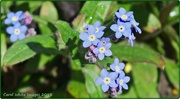 3rd May 2013 - Forget-Me-Nots