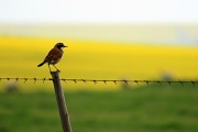 17th Aug 2010 - Bird on a wire