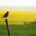 Bird on a wire by eleanor
