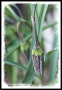 3rd May 2013 - Fritillaria Bud