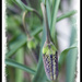 Fritillaria Bud by gardencat