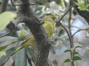 1st May 2013 - Greenfinch