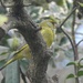 Greenfinch by roachling