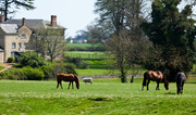 3rd May 2013 - 3rd May Grazing in the sunshine