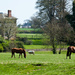 3rd May Grazing in the sunshine by pamknowler