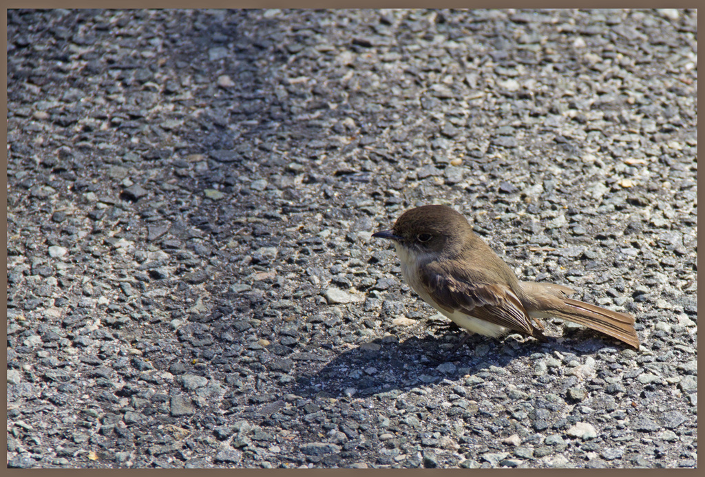 Bird in the Street by hjbenson