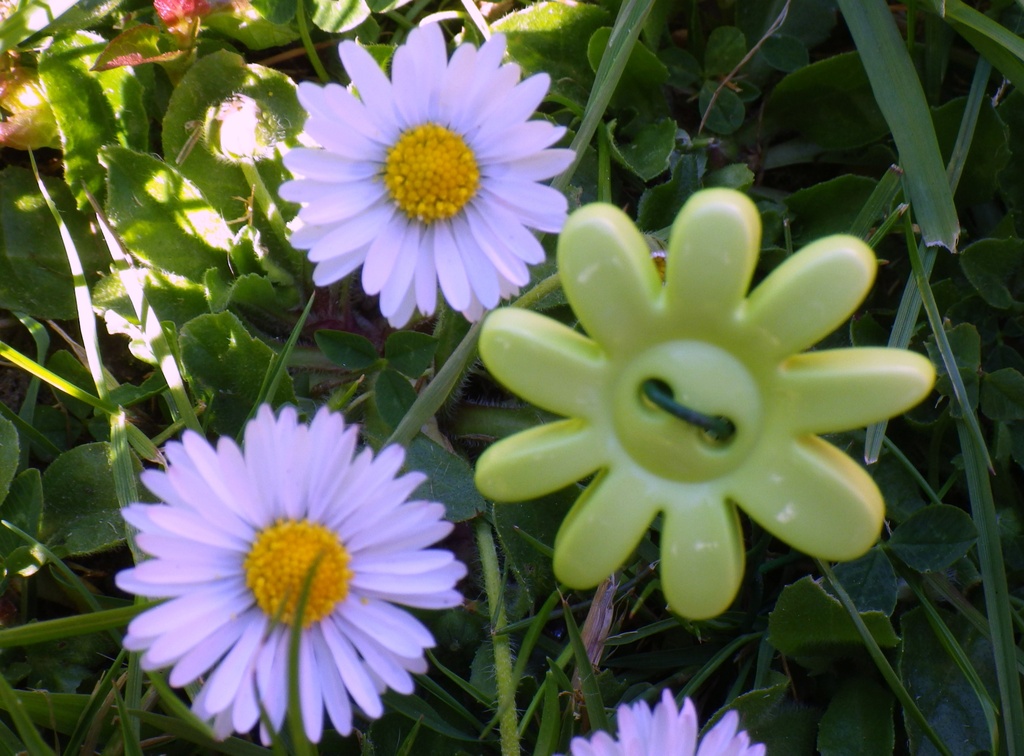 Button daisy's growing! by bizziebeeme