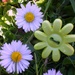 Button daisy's growing! by bizziebeeme