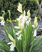 3rd May 2013 - white bluebells in our garden.........