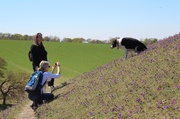 2nd May 2013 - Posing in the Pasque flowers