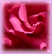 3rd May 2013 - Pink rose