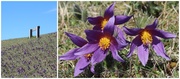 3rd May 2013 - Better late than never diptych
