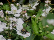 3rd May 2013 - Bee on the blackberry blooms