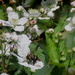 Bee on the blackberry blooms by vernabeth