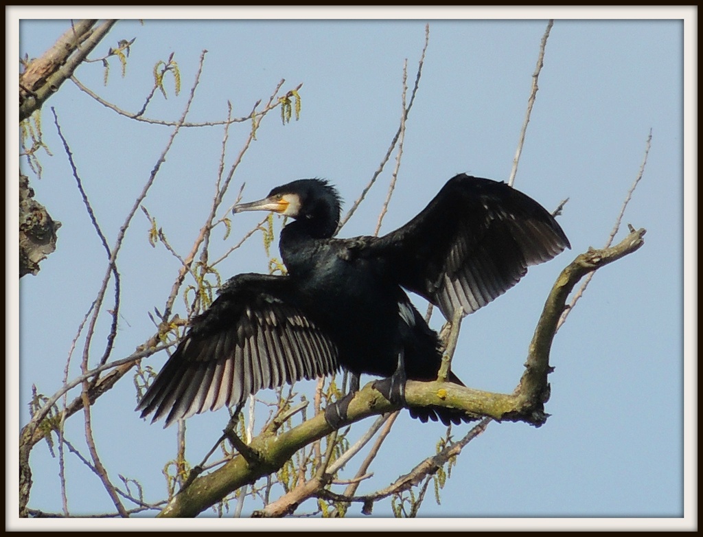 Cormorant in a tree by rosiekind