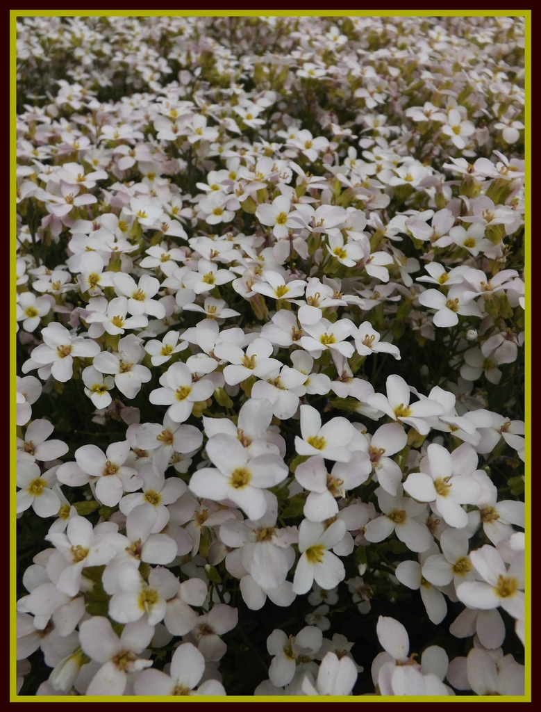 Sea of teeny white flowers by plainjaneandnononsense