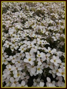 28th Apr 2013 - Sea of teeny white flowers