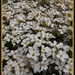 Sea of teeny white flowers by plainjaneandnononsense