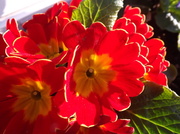30th Apr 2013 - Sunlit petals