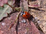 1st May 2013 - First ladybird of the year