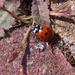 First ladybird of the year by plainjaneandnononsense