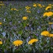 I see dandelions by mittens
