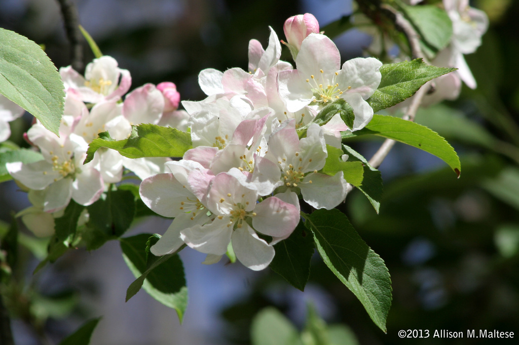 Apple Blossoms by falcon11