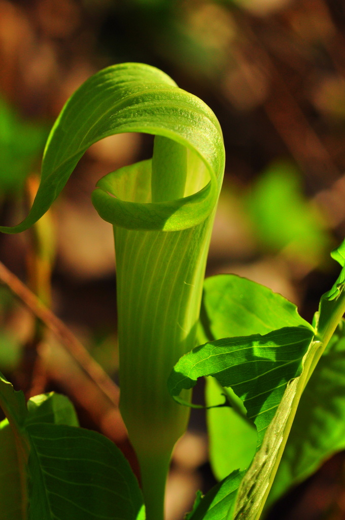 Jack in the Pulpit by jayberg