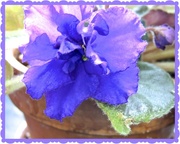 4th May 2013 - African Violet