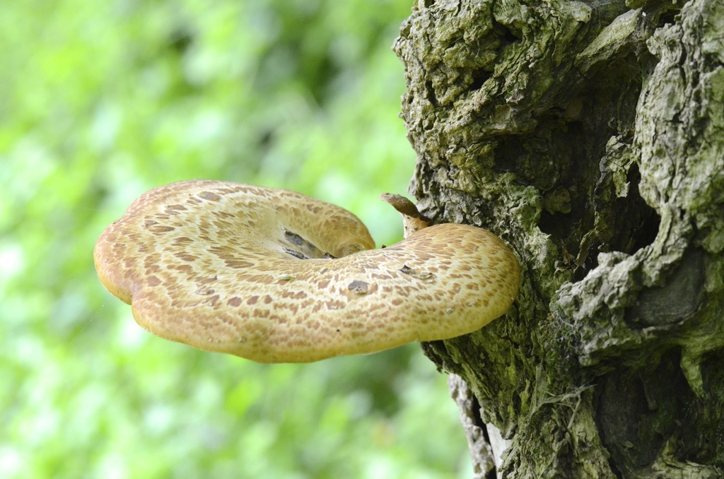 Mushroom growing from tree by kathyladley