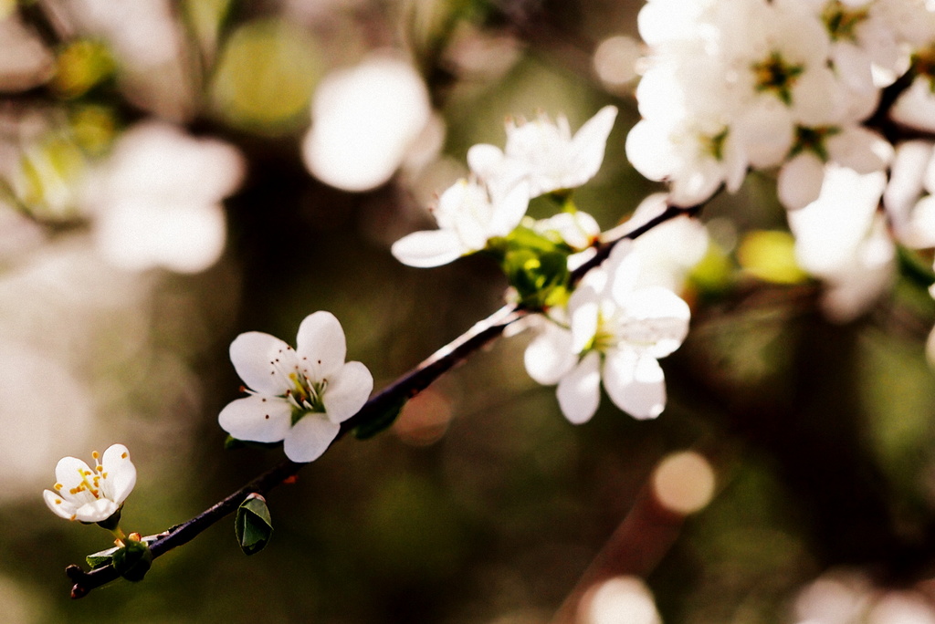 Blossom by andycoleborn