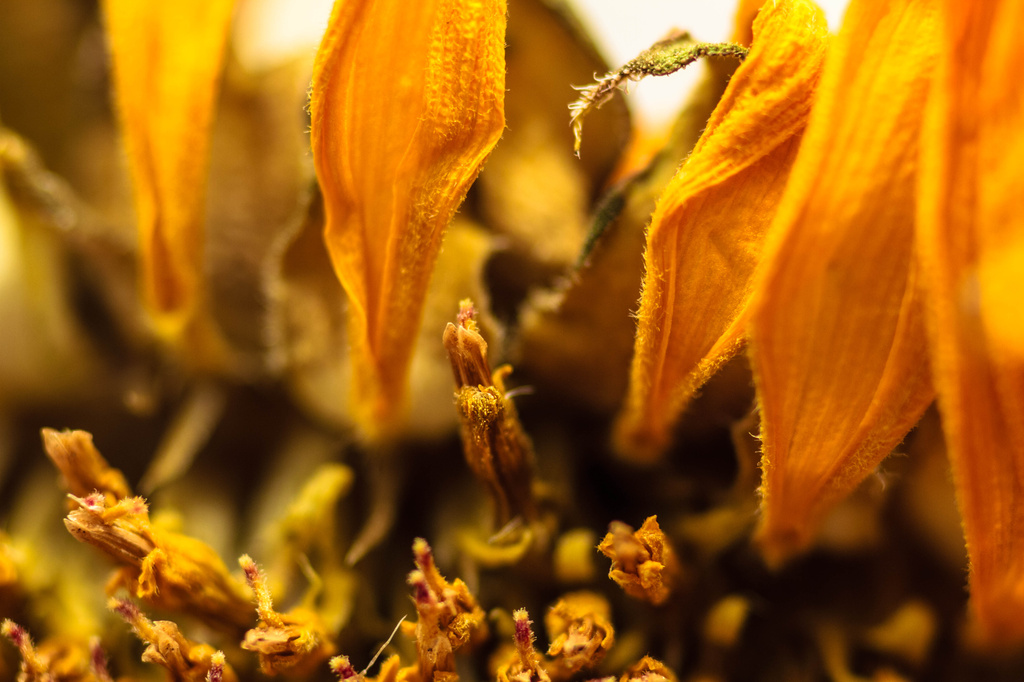 Macro Drying Sunflower by tosee