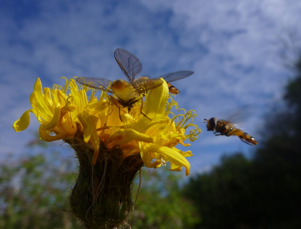 The Flight Of The Hoverfly by helenmoss