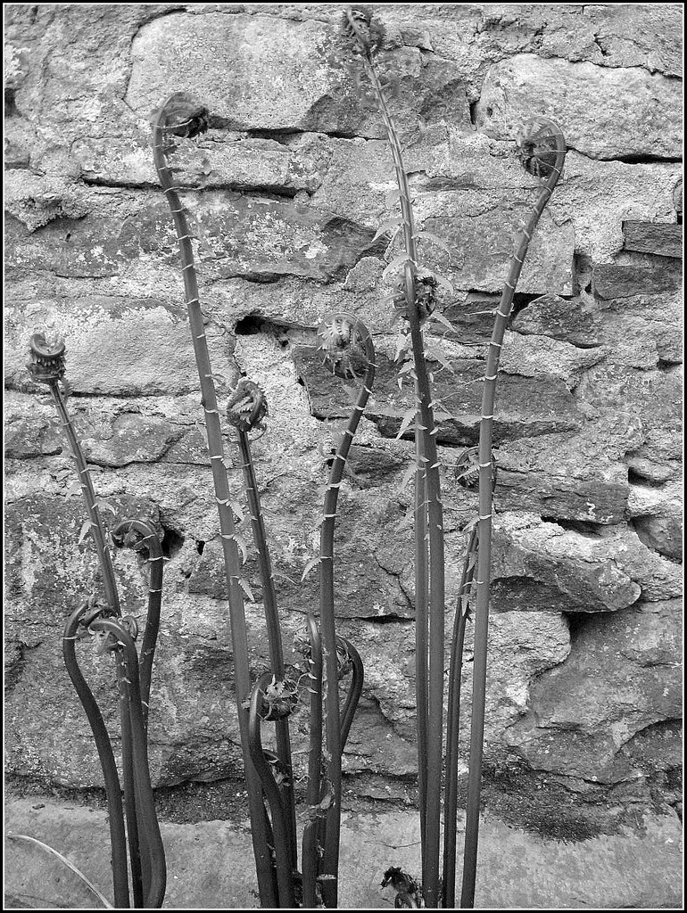 Fiddlehead Ferns by olivetreeann