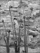 3rd May 2013 - Fiddlehead Ferns