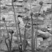Fiddlehead Ferns by olivetreeann