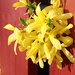 yellow forsythia by summerfield