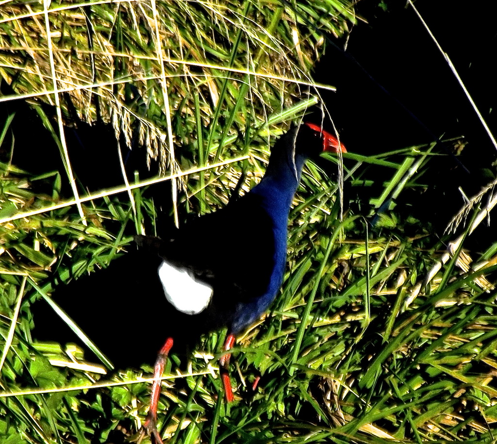 Bird in the Reeds by maggiemae