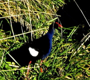 4th May 2013 - Bird in the Reeds