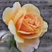 rose rose rose by rustymonkey