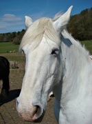 18th Apr 2013 - May 03: Why the long face?