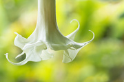 4th May 2013 - Angel's Trumpet
