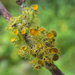lichen blooms by kali66