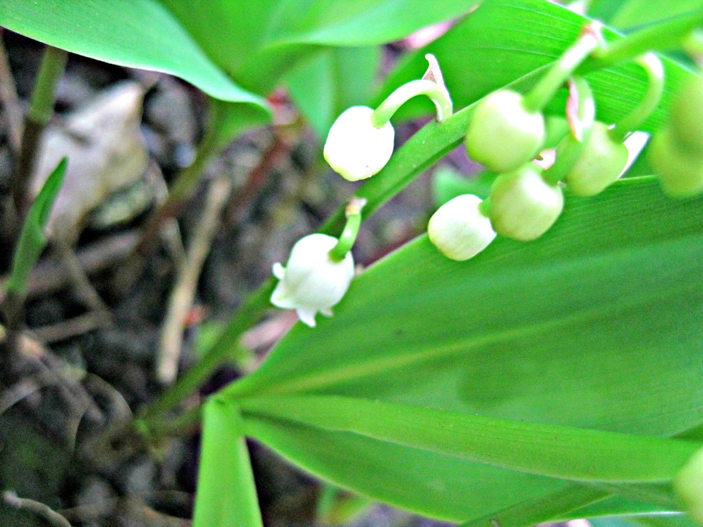first lily of the valley in our garden.... by quietpurplehaze