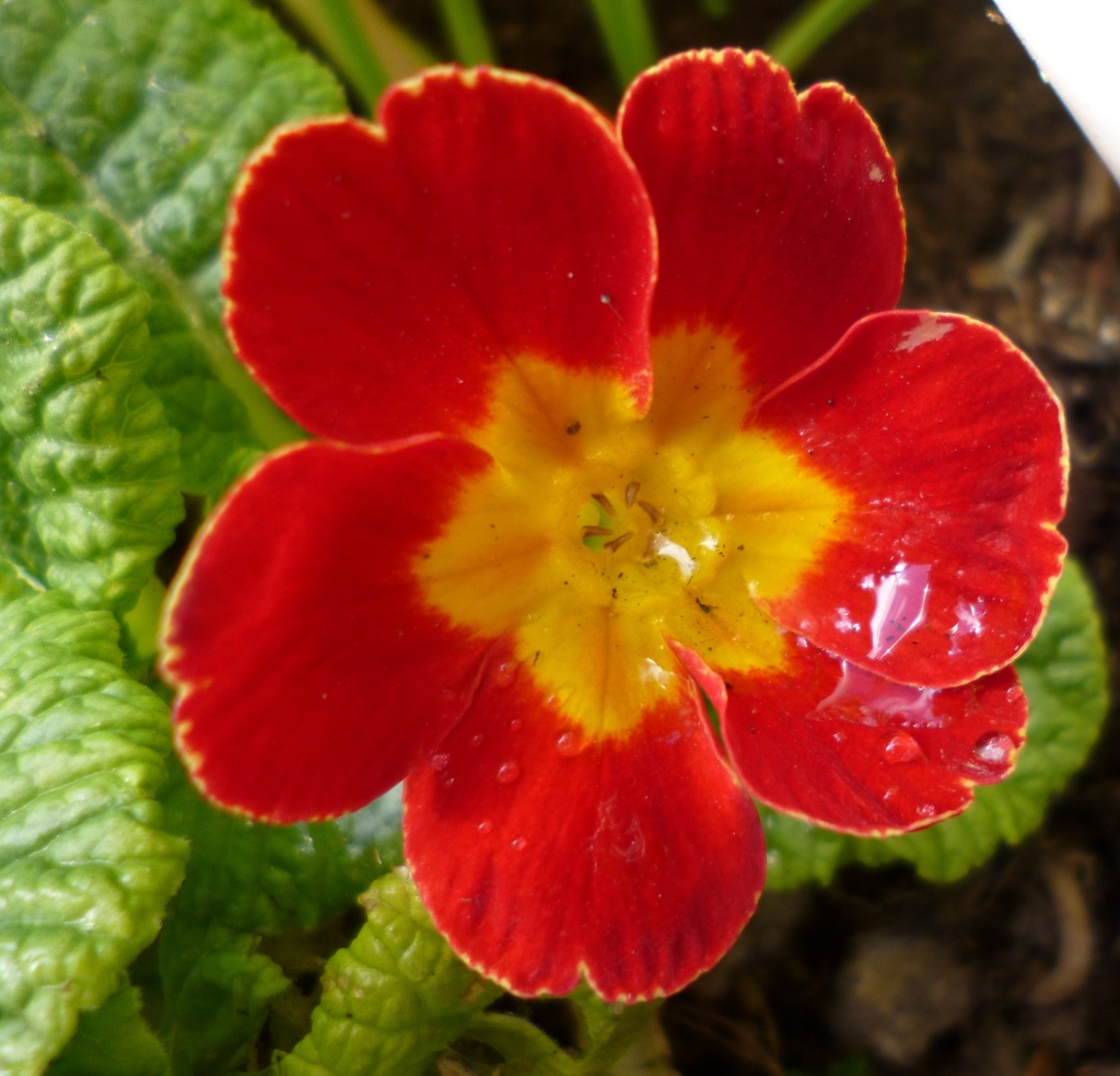 Primula and raindrop by lellie